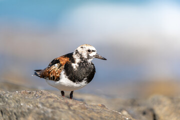 Vuelvepiedras, Turnstone