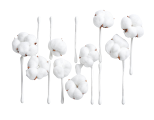 cotton buds on transparent background