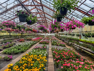 Colorful blooming flowers in greenhouse rows with hanging baskets. High quality photo