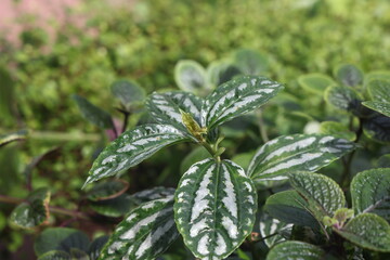 Pilea indoor plant, plant with beautiful leaves, 2