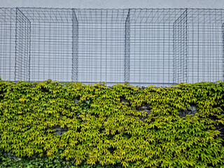 gabion wire basket, cage. fence in the front garden with a natural industrial look. made of...