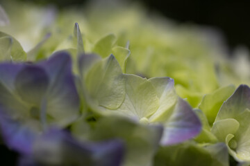 雨の季節の使者