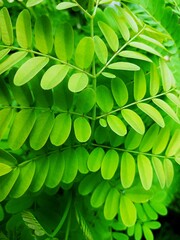green leaves background