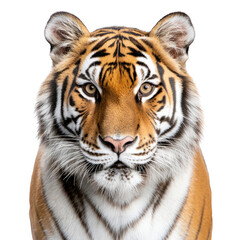 Fototapeta premium Majestic Close-Up of a Bengal Tiger with Intense Gaze and Stripes
