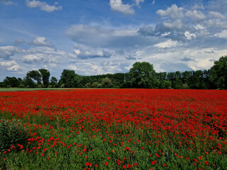 They are war cemeteries. The deep stone scars in the meadows around them testify to trench warfare, the First World War.