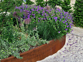 oval ellipse of the flower bed is lined with a rusty sheet metal border. perennials are blooming....
