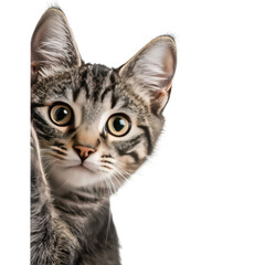 Obraz premium Cute Gray Tabby Cat with Big Eyes Posing for the Camera Close-Up