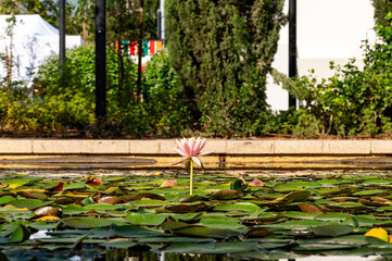 Pink water lily on the surface of the pond. Nature background.
