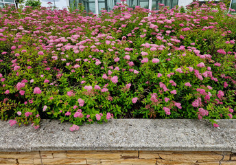 yellow-leafed low bushes in a flowerbed on the street, shaped into a sphere. creates a compact,...
