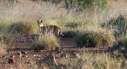 Dingo or Canis lupus dingo in grass  near highway