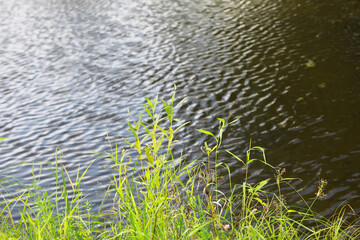 Tranquil Riverbank with Rippling Water and Lush Greenery in Natural Setting