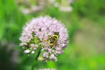 Close-Up of Bumblebee Collecting Pollen on Vibrant Pink Flower in a Green Garden