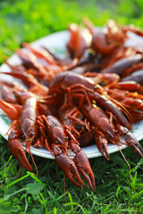 Fresh Boiled Crawfish on a Plate Outdoors - Vibrant Seafood Close-up on Green Grass Background
