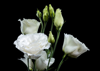 White Eustoma Flowers and Buds on a Deep Black Background