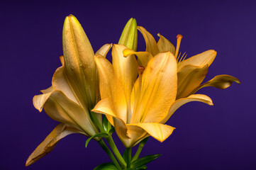 Golden Yellow Lilies with Buds on a Purple Background
