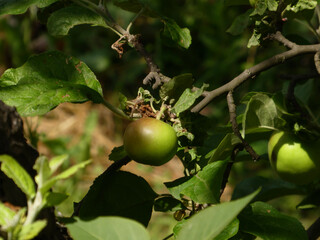 Two ripening green apples hang on a branch among lush leaves