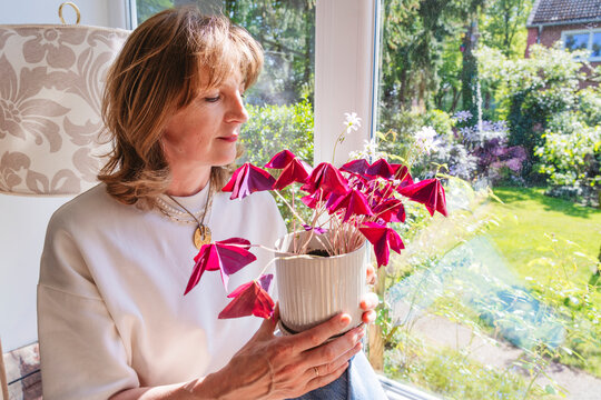 Woman holding an Oxalis triangularis plant by the window in her home, enjoying a peaceful moment.