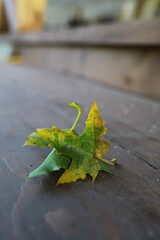 Macro Photograph of a Decaying Green and Yellow Leaf on Wooden Surface