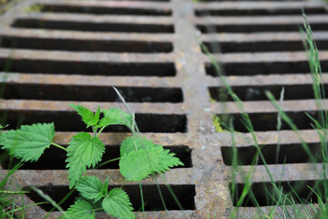 Nature and Urban Elements: Plants Growing Through Rusty Metal Grate