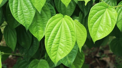 This close-up captures the vibrant, heart-shaped leaves of the Piper betel plant, renowned for its...