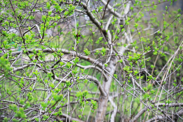 Fresh Spring Twigs with Budding Green Leaves in Natural Setting
