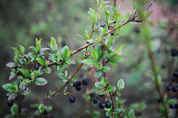 Close-up of Thorny Bush with Shiny Green Leaves and Black Berries on a Rainy Day