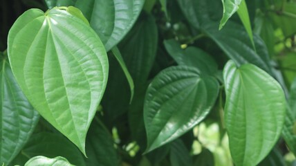 Stunning close-up of lush green betel leaves (Daun Sirih). These healthy, organic leaves showcase beautiful natural textures and vibrant color. Ideal for buyers seeking authentic botanical ingredients