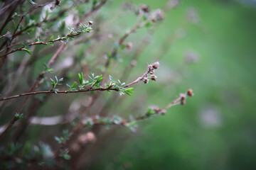 Close-Up of Budding Tree Branches with Blurred Green Background