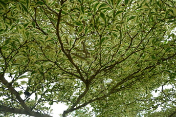 Variegated Tree Canopy Seen from Below