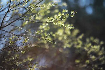 Close-Up of Sunlit Spring Tree Branches with Fresh Green Leaves in a Forest Setting