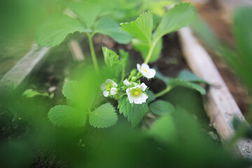 Close-Up of White Strawberry Blossoms in Lush Green Garden Bed