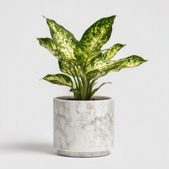 Fototapeta premium A vibrant Dieffenbachia plant with variegated green and white leaves thrives in a minimalist gray marble-patterned cylindrical pot against a bright white background
