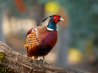 Fototapeta premium Exotic bird photography featuring a pheasant with red, green, and blue feathers.