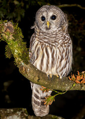 Striking barred owl perched on a branch at night in a dense forest