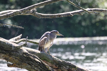 petit héron cendré