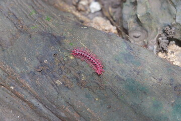 Bright Pink Millipede Crawling on Forest Log