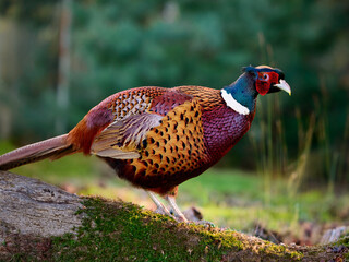Fototapeta premium A close-up of a pheasant with vibrant plumage and earthy background.