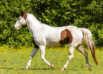 White and brown horse trotting gracefully across a green pasture on a sunny day in springtime