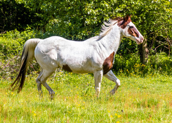 Beautiful horse galloping across a sunny field with vibrant green grass and trees in the background