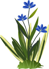 Blue Star Flowers with Variegated Foliage