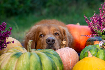Nova scotia duck tolling retriever with autumn pumpkins