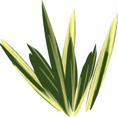 Variegated Leaf Plant Clump