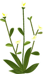 Minimalist Wildflower Plant