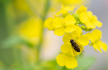 菜の花に止まるミツバチ
