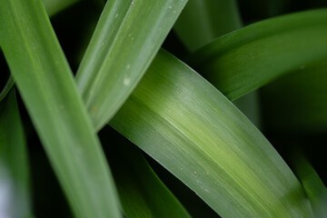Fototapeta premium 重なった葉っぱの背景