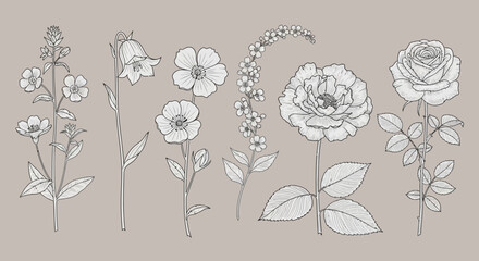 Elegant Botanical Illustrations A Collection of Hand-Drawn Flowers and Plants
