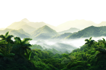 Lush green tropical rainforest landscape with rolling mist and distant mountains, showcasing nature's vibrant beauty in the early morning light
