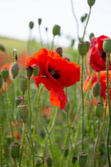 red poppy in the field
