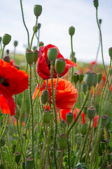 red poppy in the field