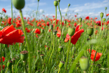 field of red poppies close-up against blue sky